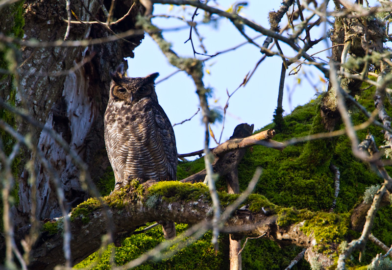 Great Horned Owl